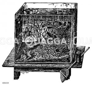 Aquarium Zeichnung/Illustration