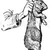 Kaninchen: Richtiges Festhalten Zeichnung/Illustration