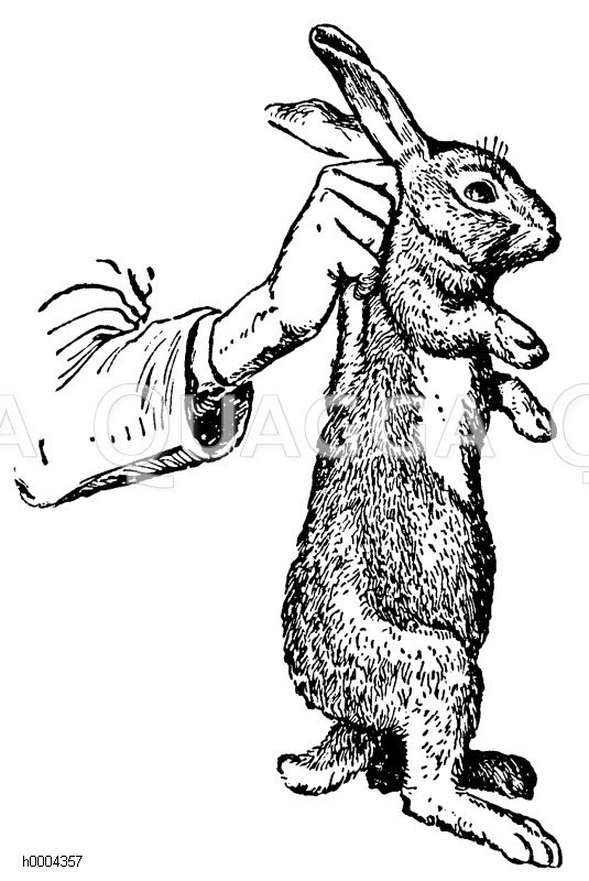 Kaninchen: Richtiges Festhalten Zeichnung/Illustration