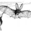 Großohrige Fledermaus Zeichnung/Illustration