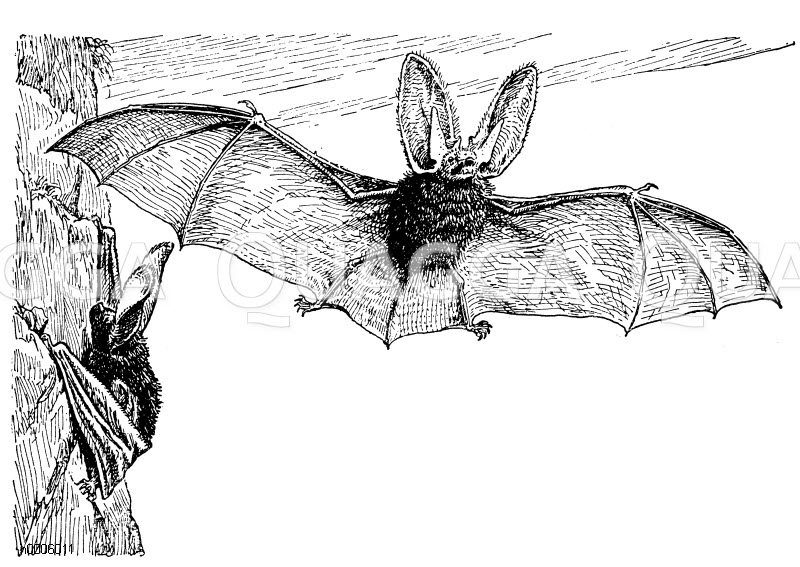 Großohrige Fledermaus Zeichnung/Illustration