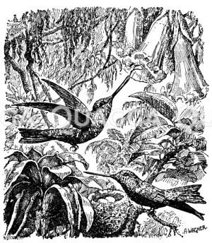 Kolibris Zeichnung/Illustration