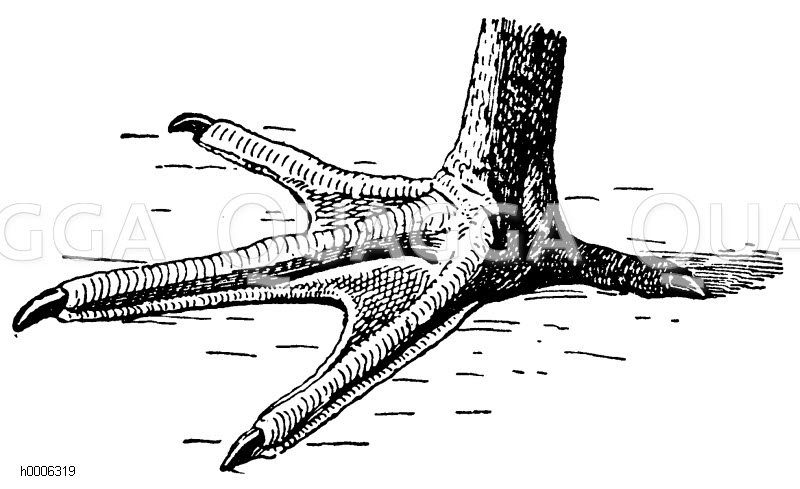 Storch: Fuß Zeichnung/Illustration