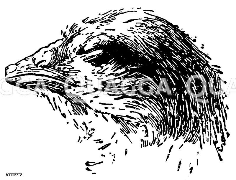 Huhn: Kopf des Kükens mit Eizahn kurz vor dem Verlassen des Eis Zeichnung/Illustration