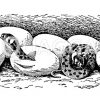 Ringelnatter: Eier mit ausschlüpfenden Jungen Zeichnung/Illustration