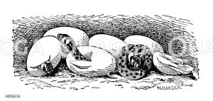Ringelnatter: Eier mit ausschlüpfenden Jungen Zeichnung/Illustration