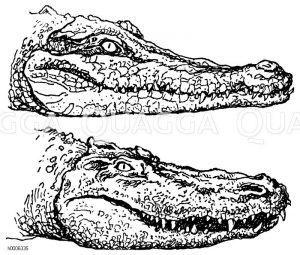 Gavial (oben) und Alligator (Mississippi-Kaiman