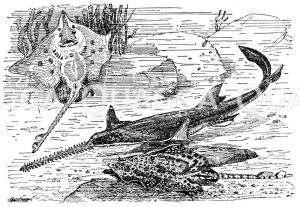 Stachelrochen und Pristis - Sägefisch Zeichnung/Illustration