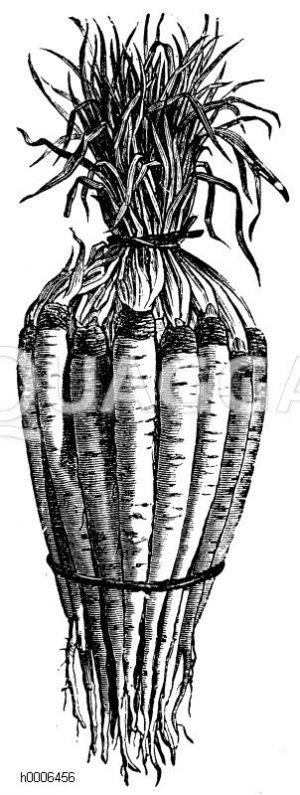 Haferwurzel Zeichnung/Illustration