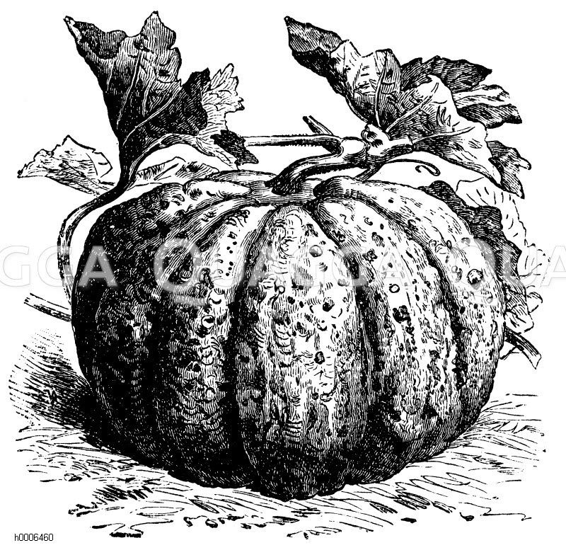 Melone