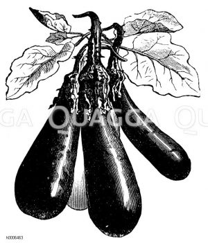 Aubergine