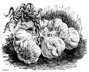 Knoblauch Zeichnung/Illustration