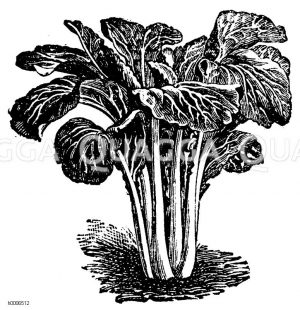 Pak Choi Zeichnung/Illustration