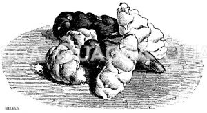 Sauerkleeknollen Zeichnung/Illustration