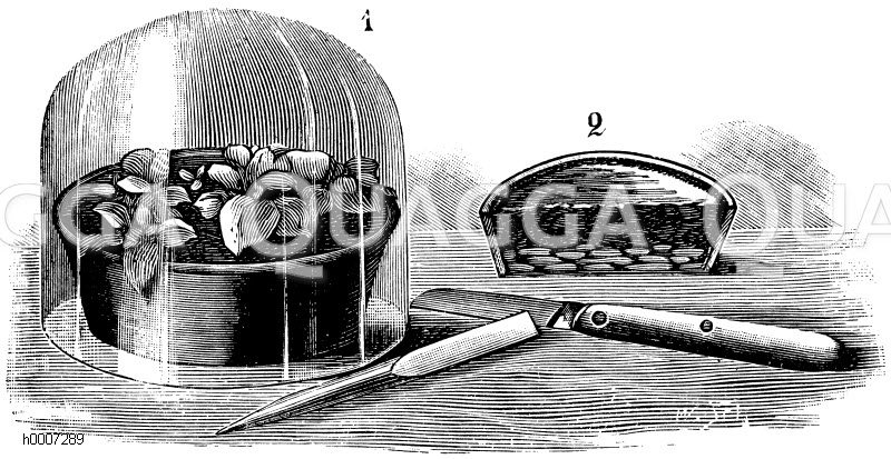 Mit Glasglocke bedeckte Stecklingsschale (links); Durchschnitt durch die Schale (rechts); Steckholz und Stecklingsmesser (unten) Zeichnung/Illustration