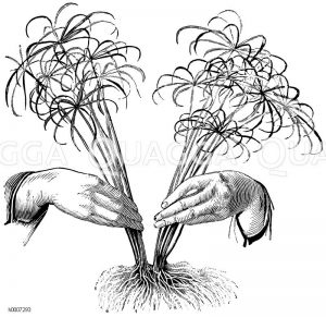 Cyperuspflanze: Teilung Zeichnung/Illustration