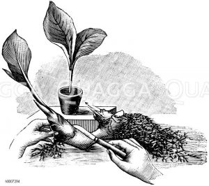Canna: Vermehrung durch Zerschneiden des Wurzelstockes Zeichnung/Illustration
