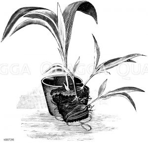 Ausgetopfter Lilienrüssel mit losgelösten Wurzelschößlingen Zeichnung/Illustration