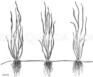 Ausläufer mit bewurzelten Pflänzlingen Zeichnung/Illustration