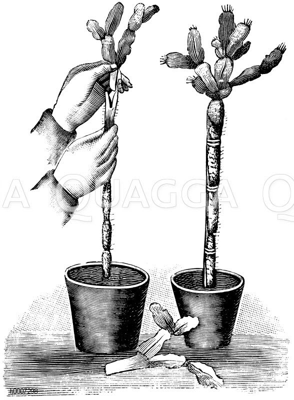 Blattkaktus. Darstellung der Veredelung. Veredelte Pflanze Zeichnung/Illustration