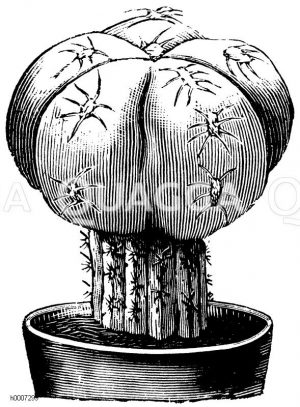 Echinocactus denudatus (veredelt) Zeichnung/Illustration