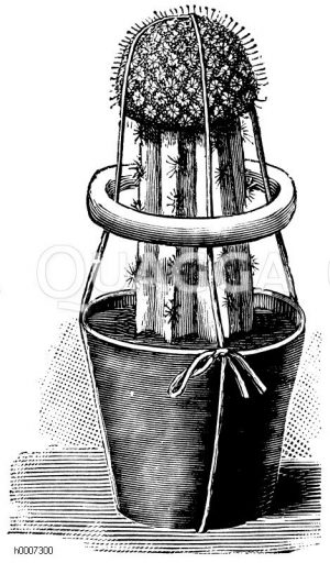 Veredeln mit Ring Zeichnung/Illustration