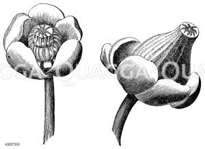 Gelbe Seerose: Blüte Zeichnung/Illustration