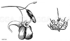 Gelbe Balsamine Zeichnung/Illustration