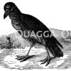 Kolkrabe Zeichnung/Illustration