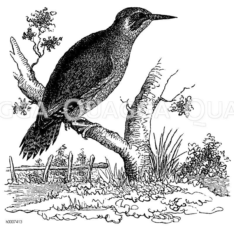Grünspecht Zeichnung/Illustration