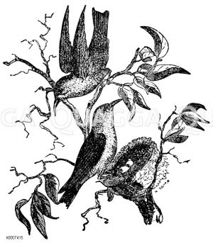 Kolibri Zeichnung/Illustration