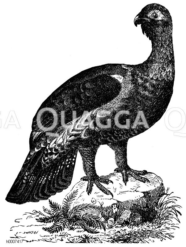 Auerhahn Zeichnung/Illustration
