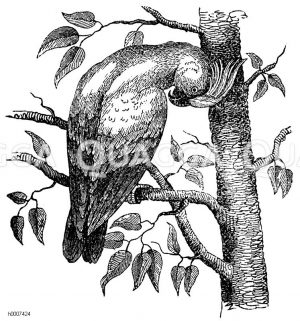 Kakadu Zeichnung/Illustration
