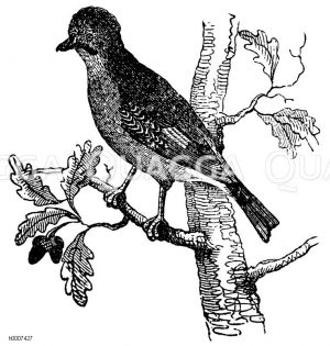 Eichelhäher Zeichnung/Illustration