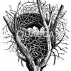 Elster: Nest Zeichnung/Illustration
