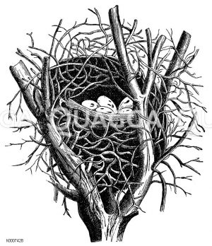 Elster: Nest Zeichnung/Illustration