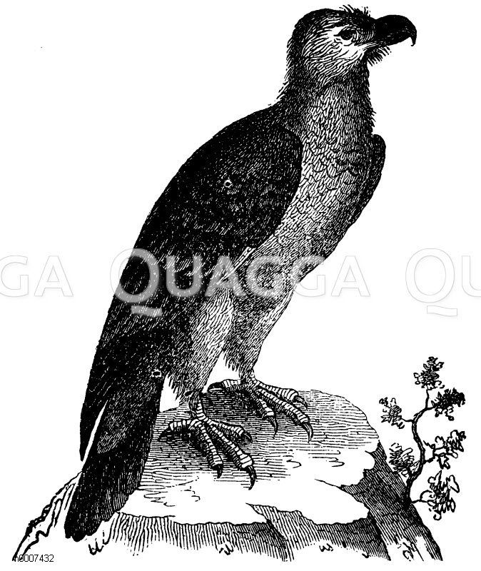 Lämmergeier