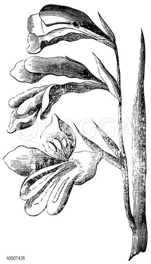 Siegwurz Zeichnung/Illustration