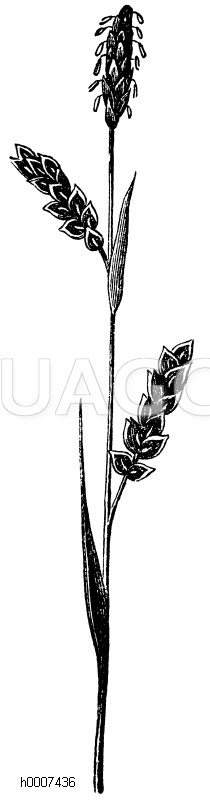 Fennichartige Segge Zeichnung/Illustration