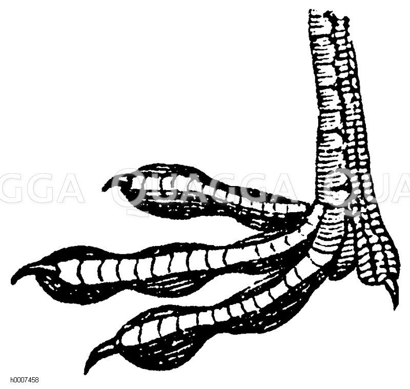 Wasserhuhn: Fuß Zeichnung/Illustration