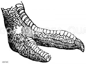 Afrikanischer Strauß: Fuß Zeichnung/Illustration