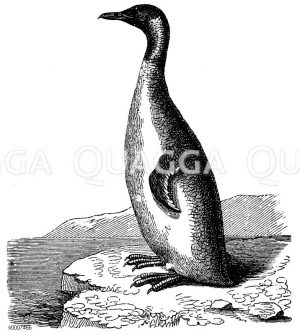 Großer Pinguin