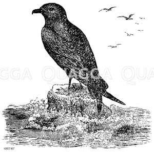 Sturmvogel Zeichnung/Illustration