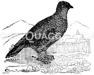 Rebhuhn Zeichnung/Illustration