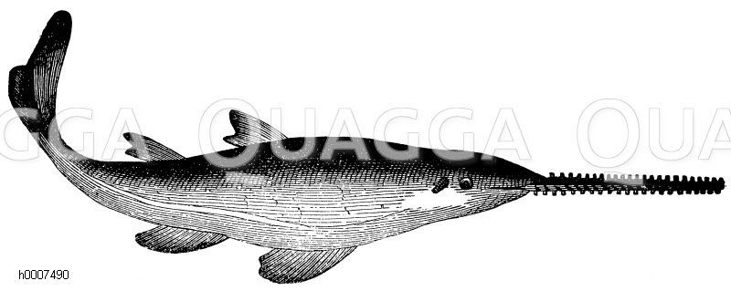 Sägefisch Zeichnung/Illustration