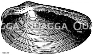 Malermuschel Zeichnung/Illustration