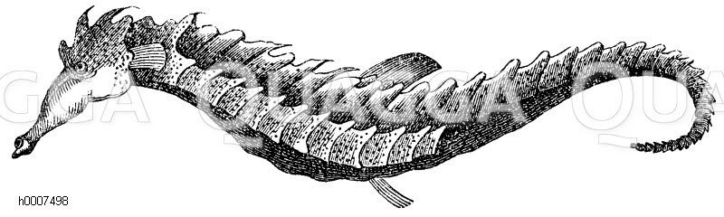 Seepferdchen Zeichnung/Illustration