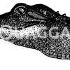 Alligator: Kopf Zeichnung/Illustration