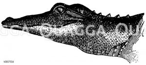 Alligator: Kopf Zeichnung/Illustration