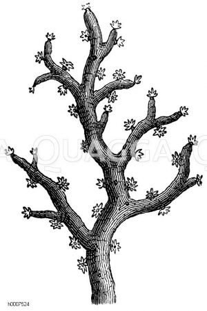 Rote Edelkoralle Zeichnung/Illustration